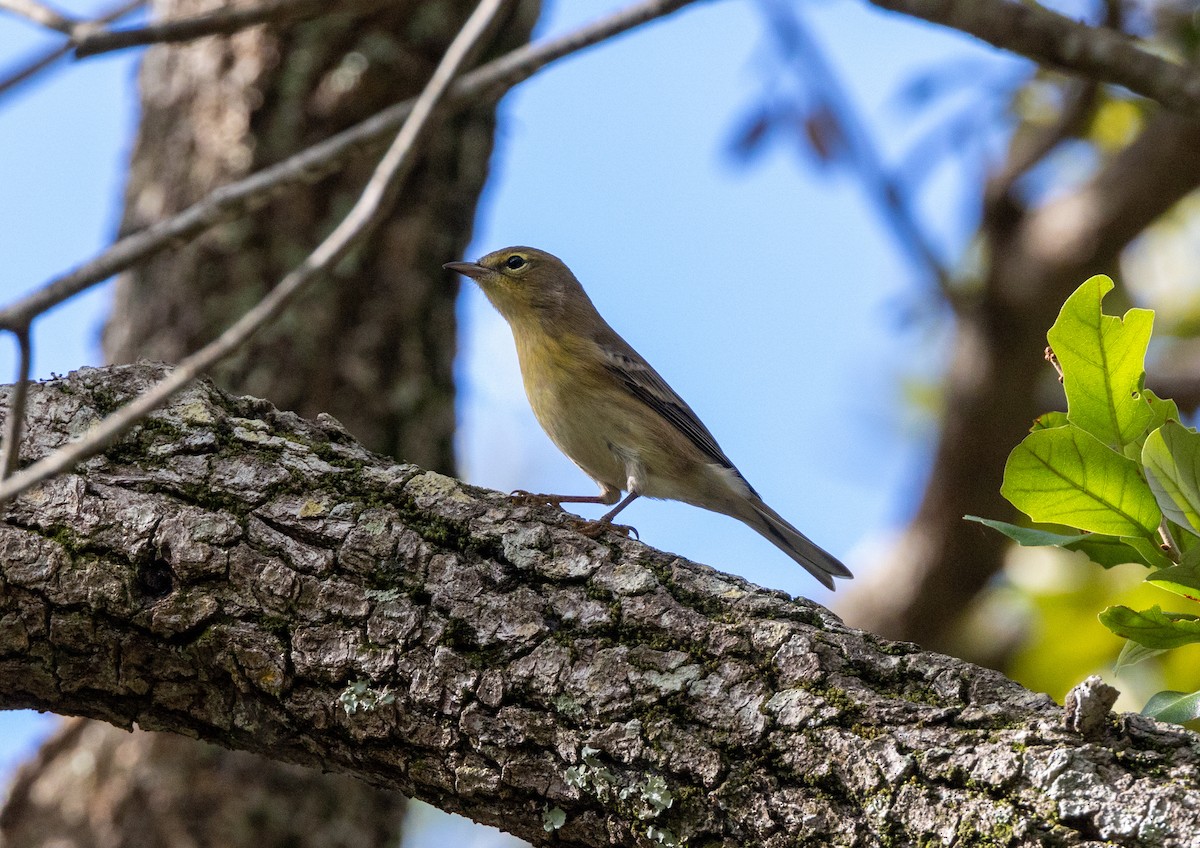 Pine Warbler - ML643986007