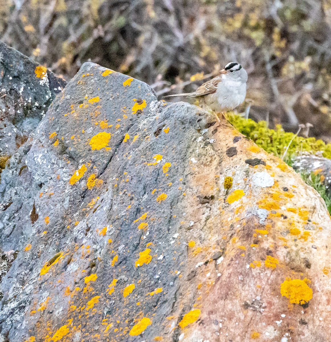 White-crowned Sparrow - ML643986009
