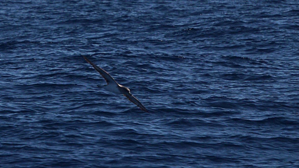 Cory's Shearwater - ML643986010