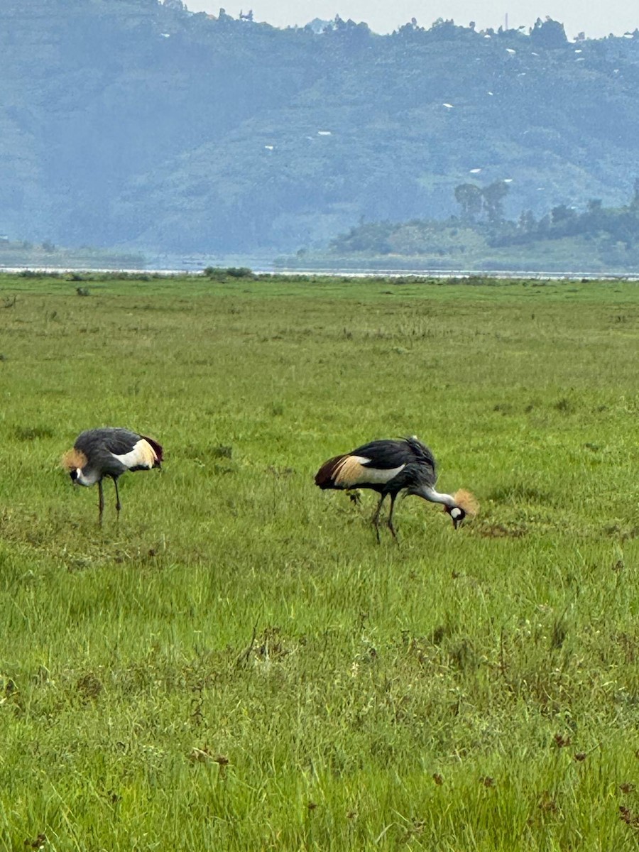 Gray Crowned-Crane - ML643986015