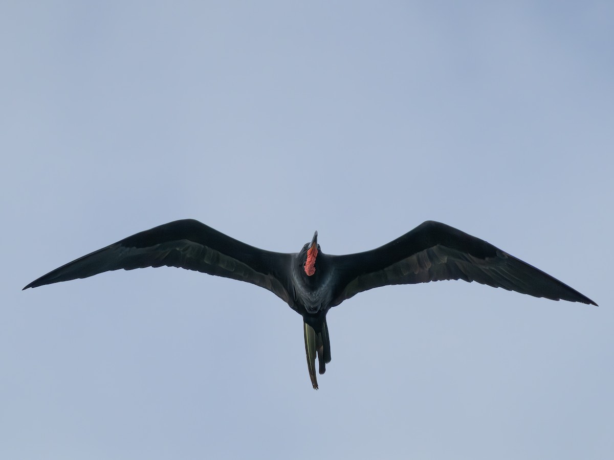 Magnificent Frigatebird - Joseph Scheer