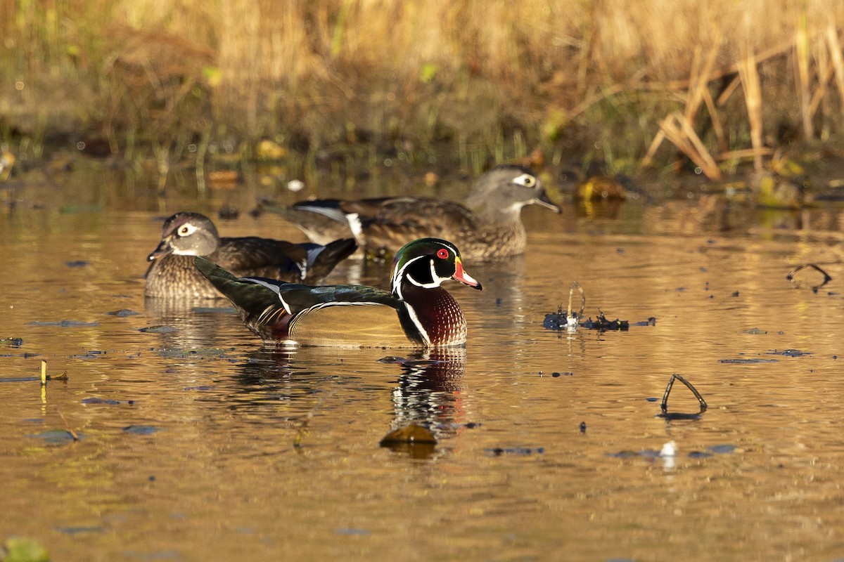 Wood Duck - John Troth