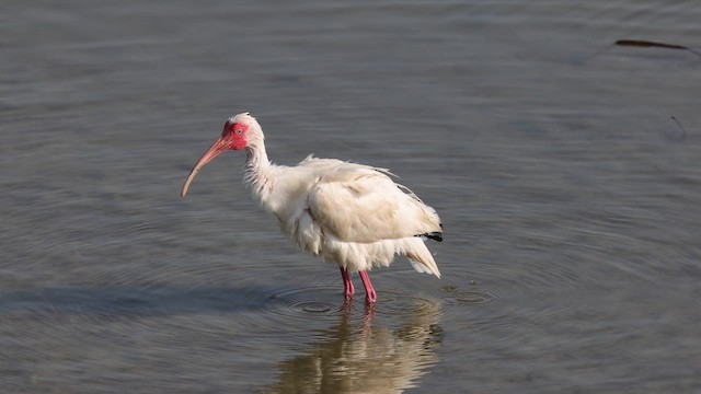 White Ibis - ML643986027