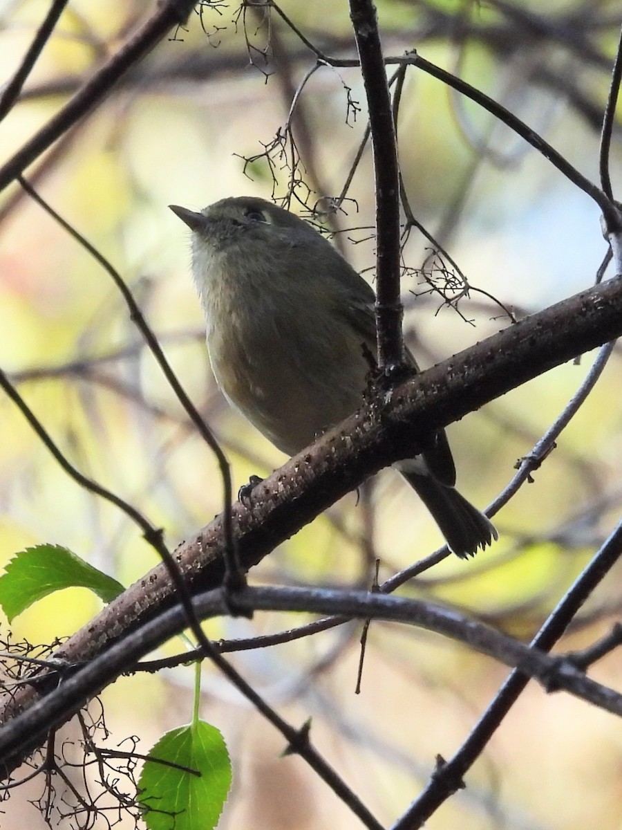 Hutton's Vireo - ML643986028
