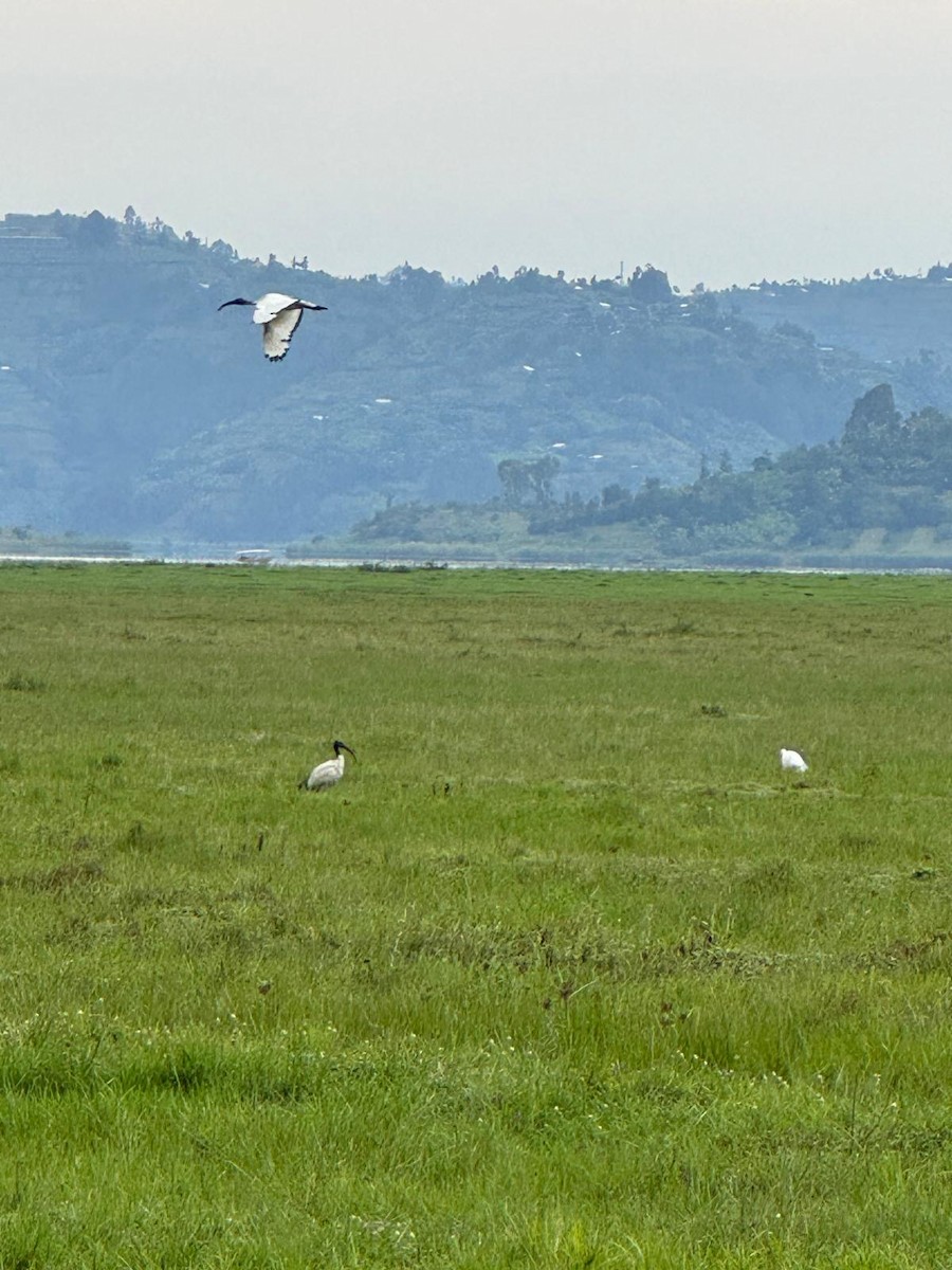 African Sacred Ibis - ML643986030