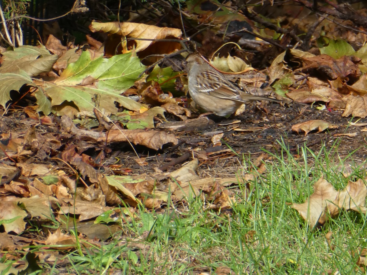 White-crowned Sparrow - ML643986036