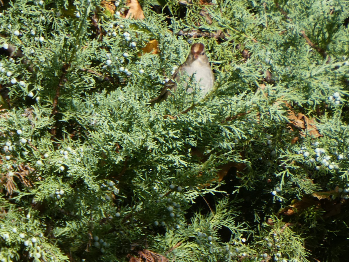 White-crowned Sparrow - ML643986038