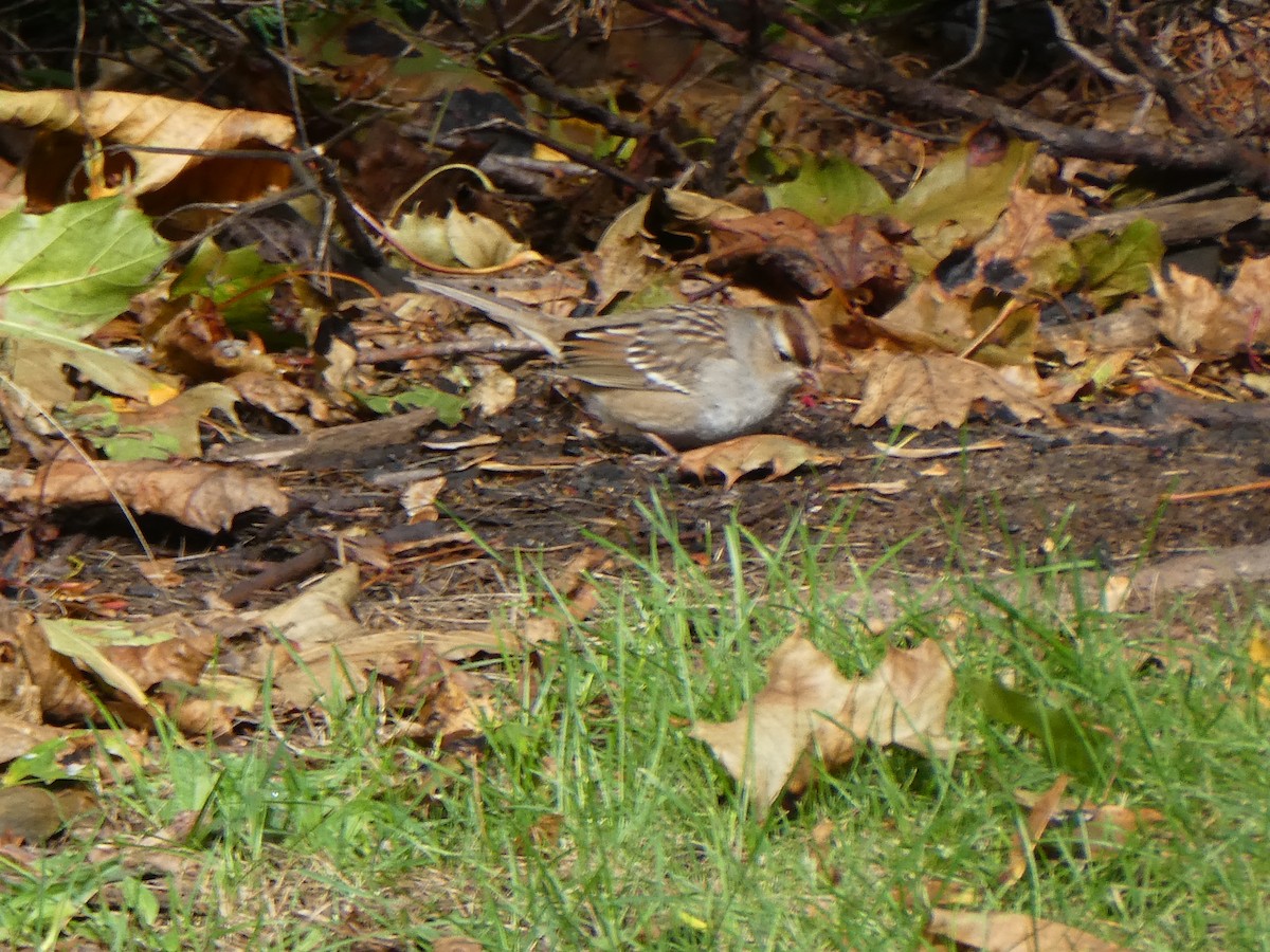 White-crowned Sparrow - ML643986039