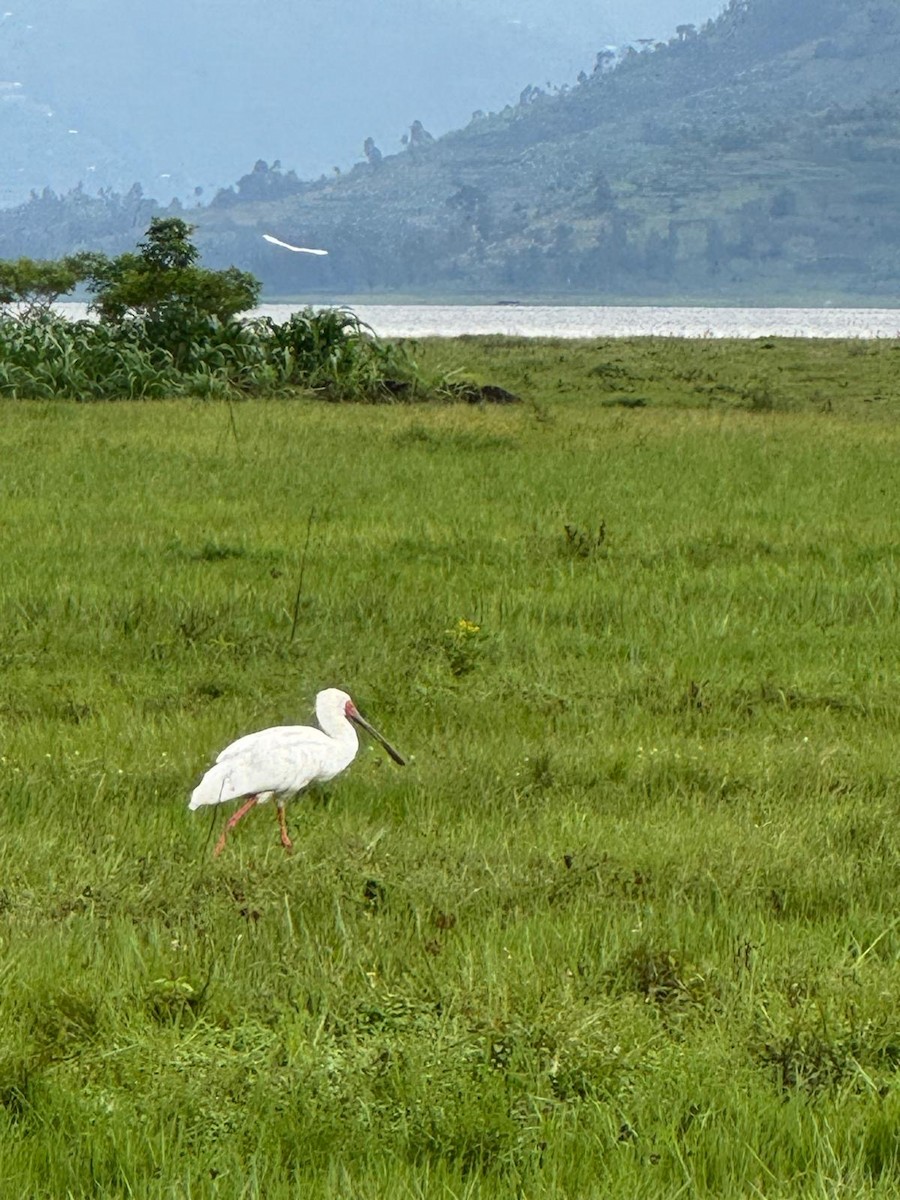 African Spoonbill - ML643986071