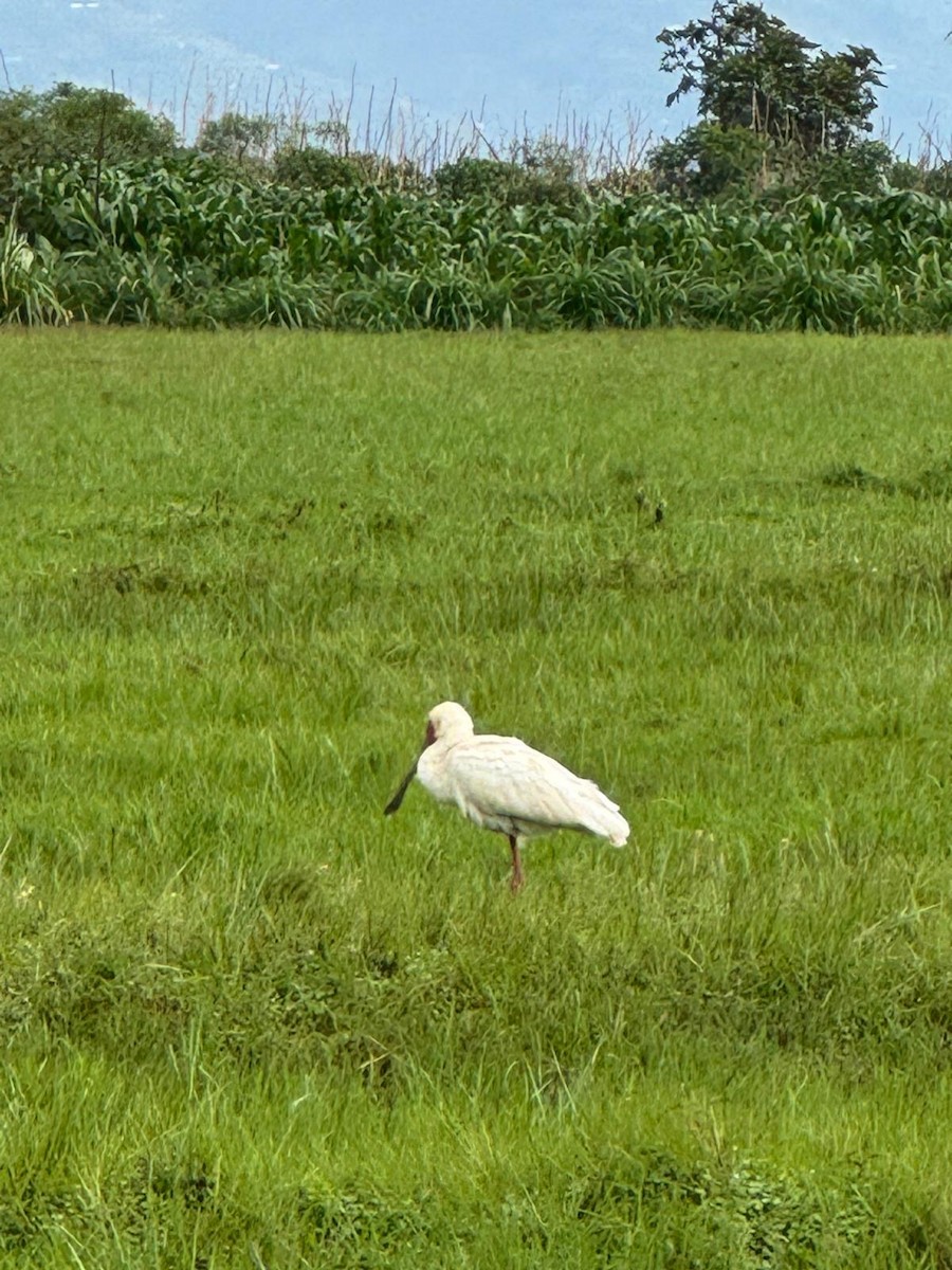 African Spoonbill - ML643986072
