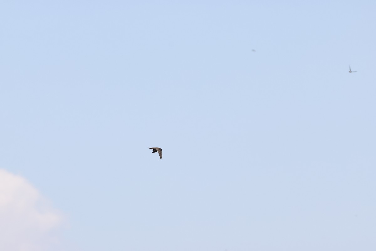 Common Swift - ML643986073