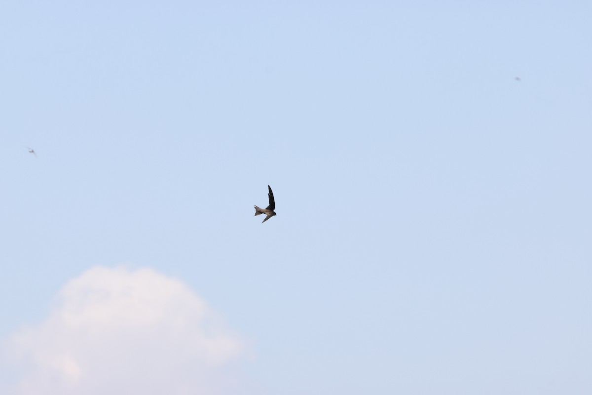 Common Swift - ML643986074