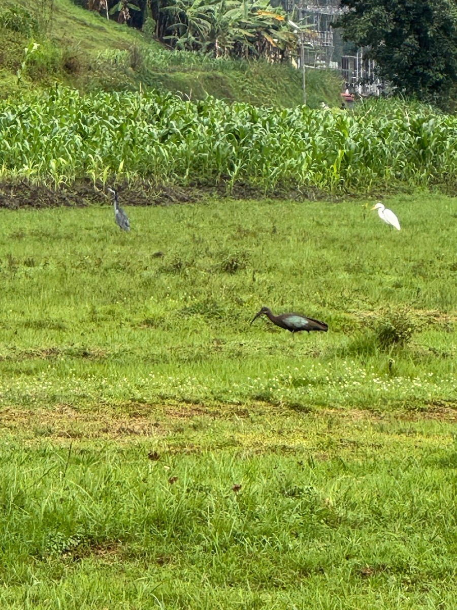 Ibis hagedash - ML643986076