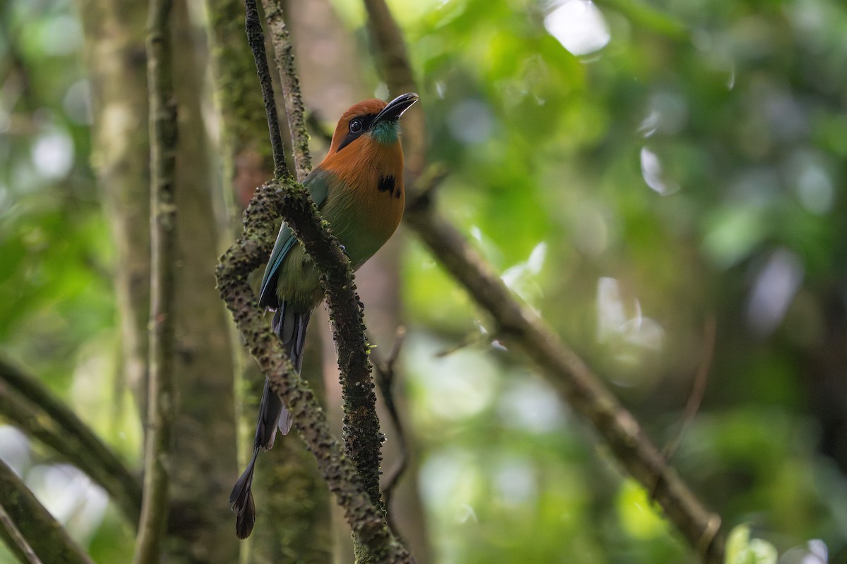 Broad-billed Motmot - ML643986081