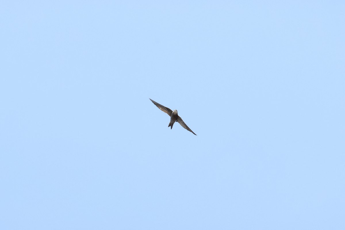 Common Swift - ML643986084