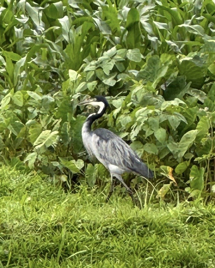 Black-headed Heron - ML643986102