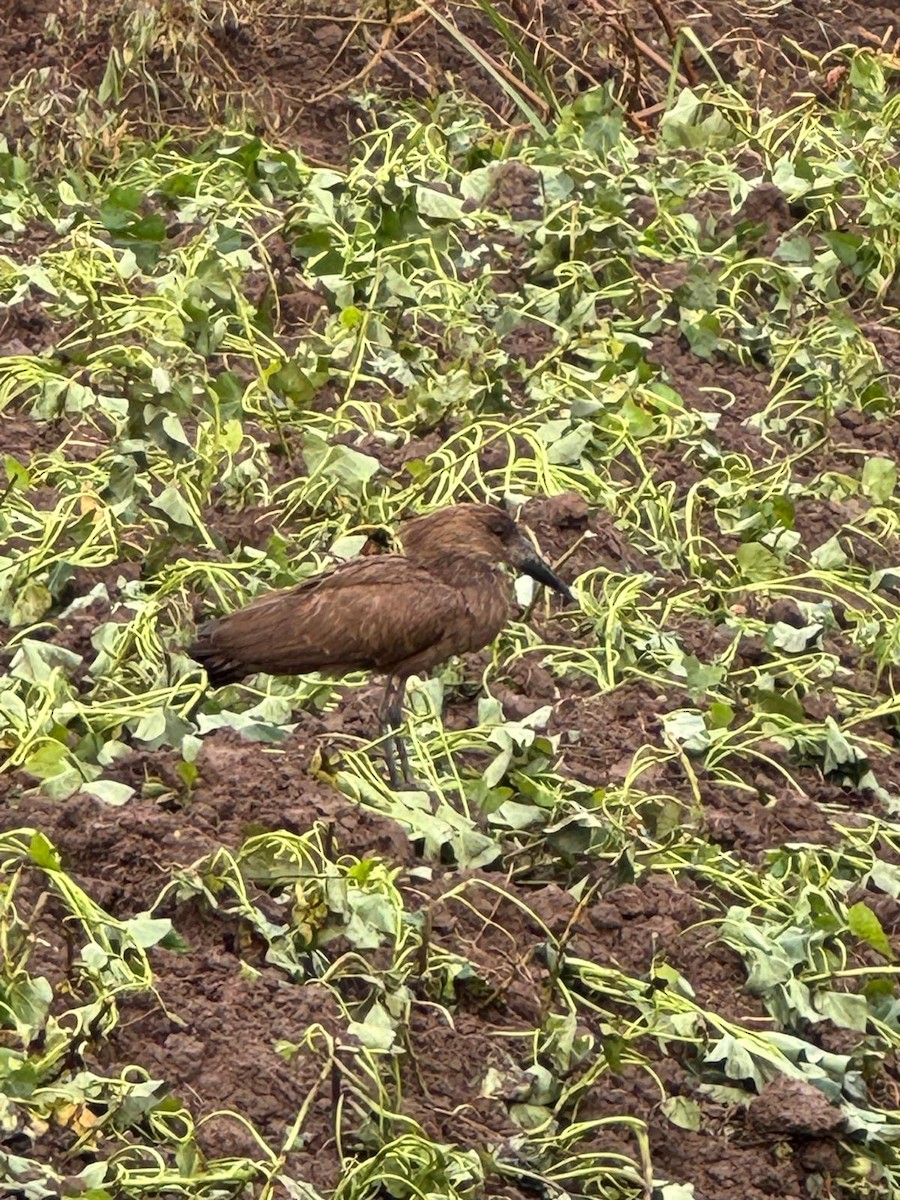 Hamerkop - ML643986114