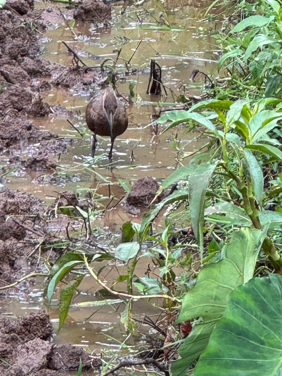 Hamerkop - ML643986115