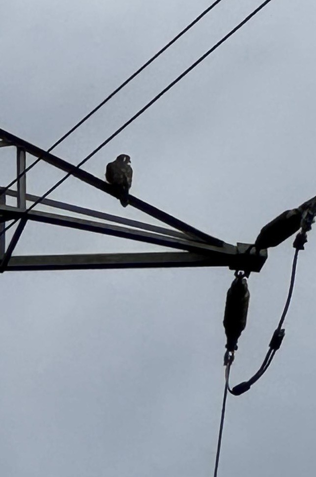 Lanner Falcon - ML643986119