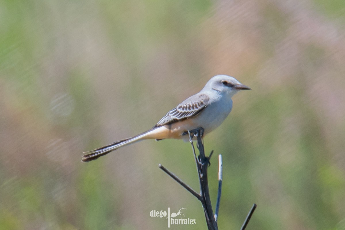 Scissor-tailed Flycatcher - ML643986121