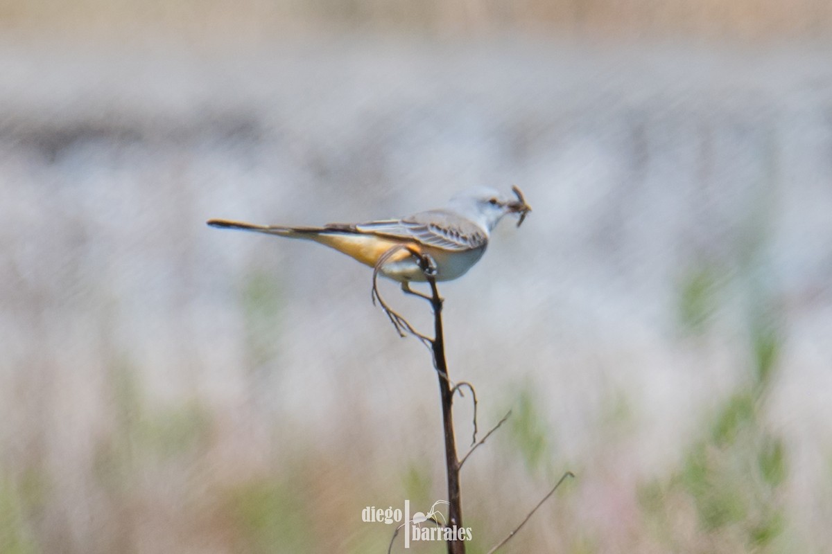 Scissor-tailed Flycatcher - ML643986122
