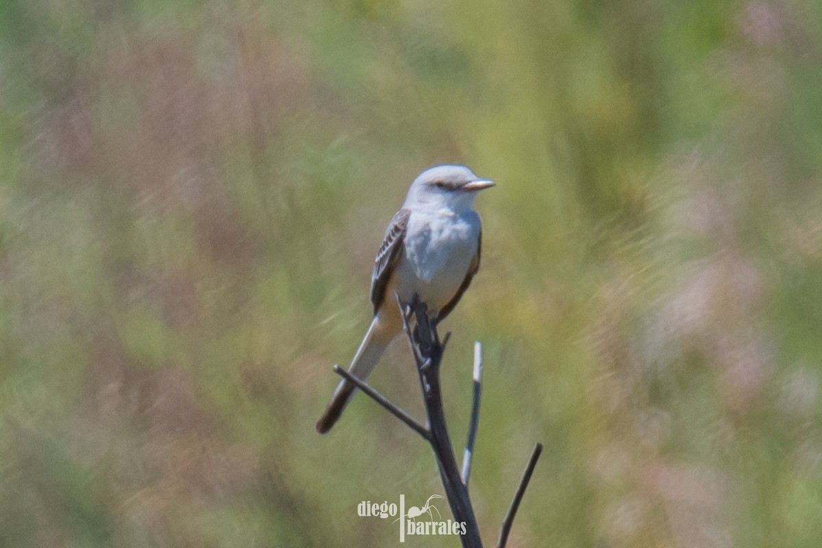 Scissor-tailed Flycatcher - ML643986123