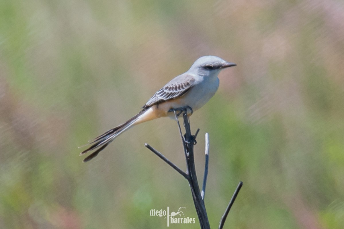Scissor-tailed Flycatcher - ML643986125