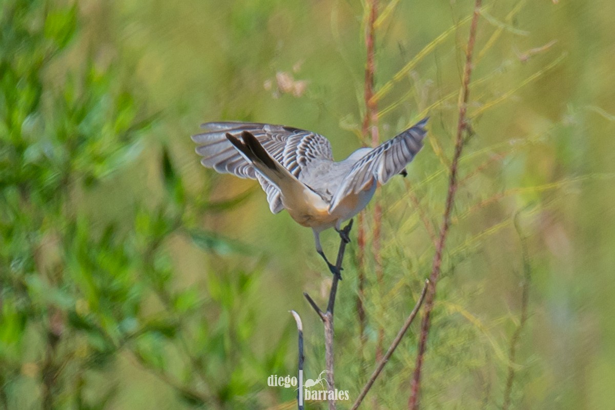 Scissor-tailed Flycatcher - ML643986126