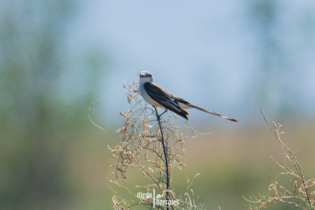 Scissor-tailed Flycatcher - ML643986127