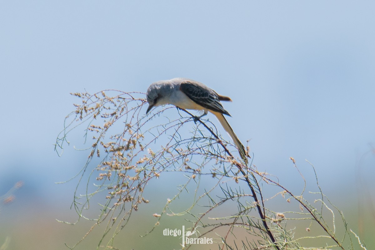 Scissor-tailed Flycatcher - ML643986128
