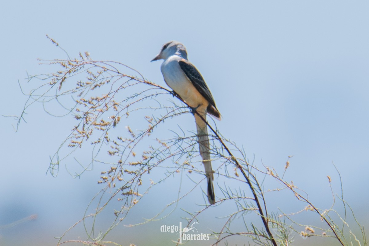 Scissor-tailed Flycatcher - ML643986129