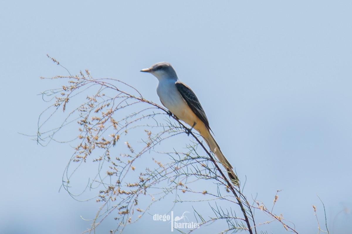Scissor-tailed Flycatcher - ML643986130