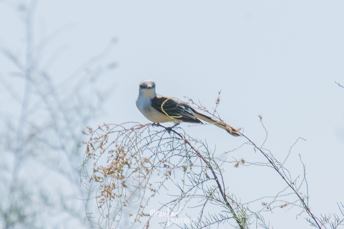 Scissor-tailed Flycatcher - ML643986131