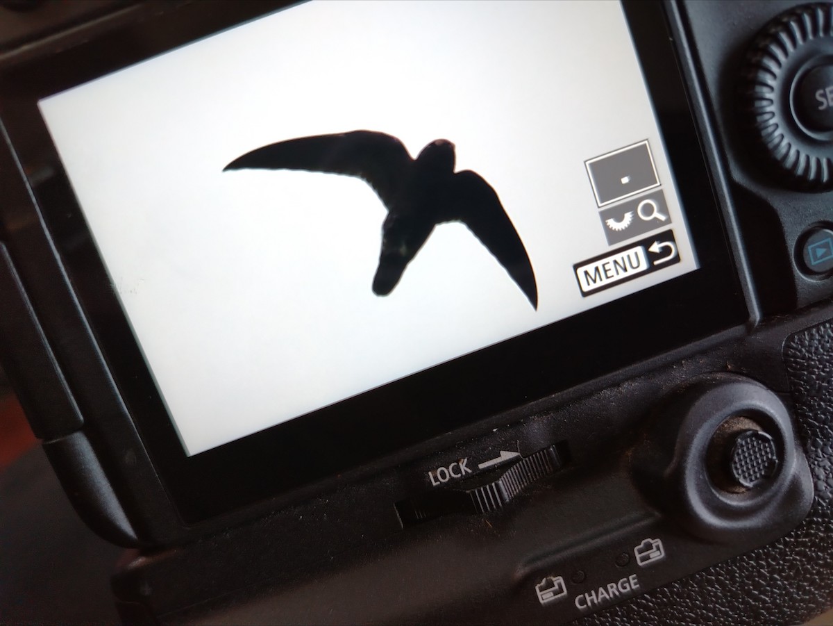 Spot-fronted Swift - ML643986133