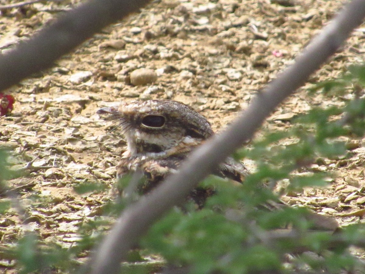 White-tailed Nightjar - ML643986146