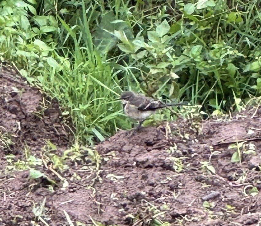 Cape Wagtail - ML643986147