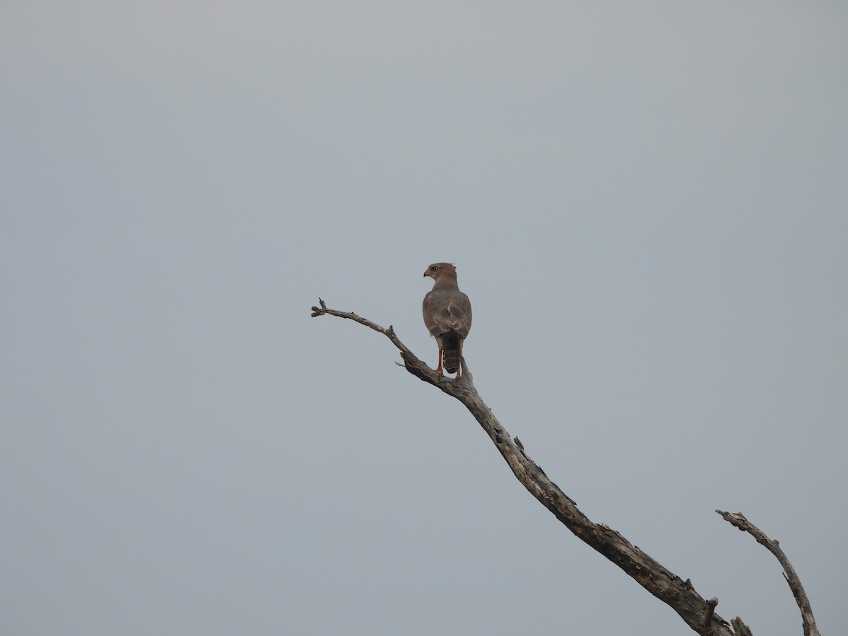 Dark Chanting-Goshawk - ML643986168