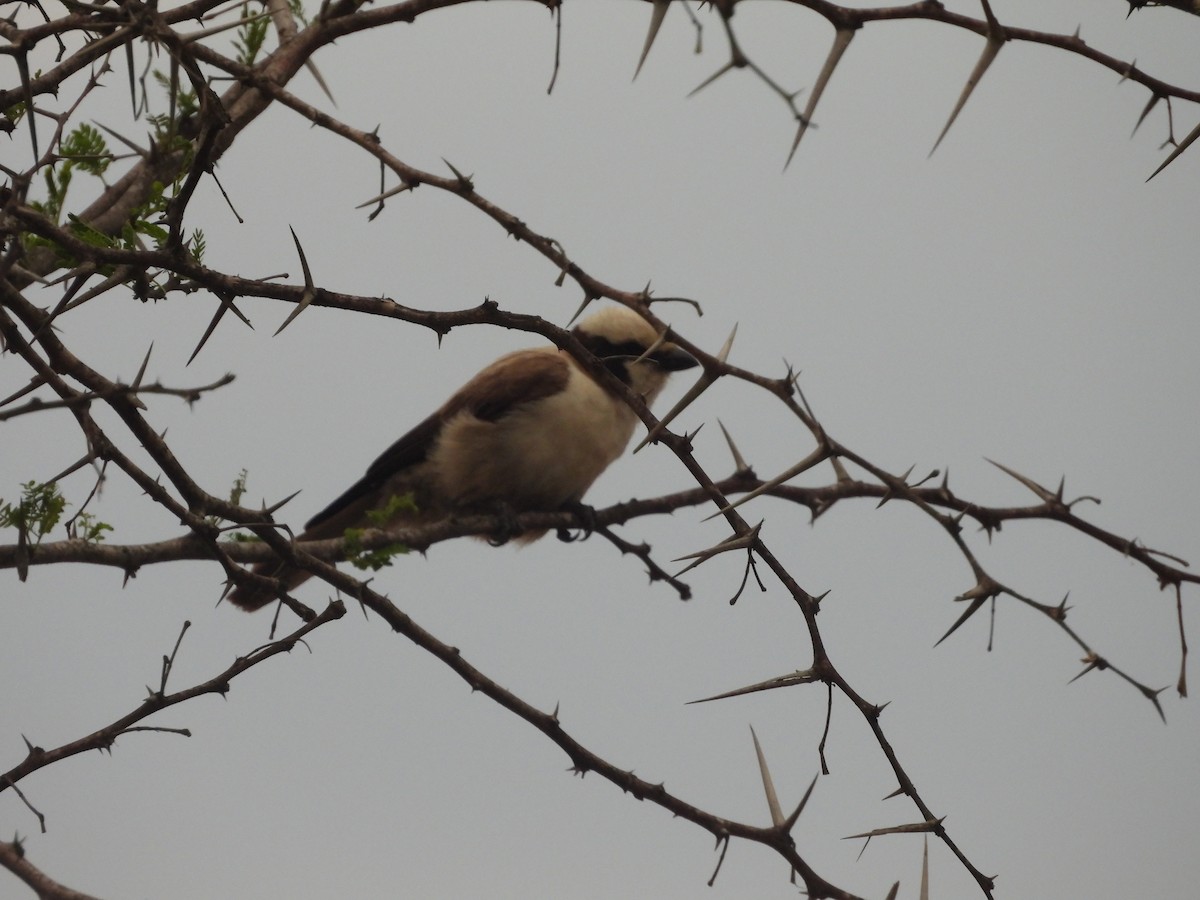 White-crowned Shrike - ML643986176