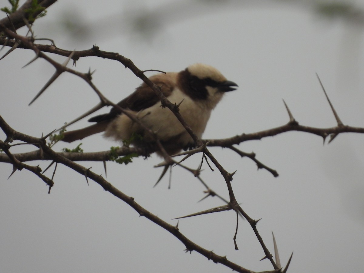 White-crowned Shrike - ML643986177