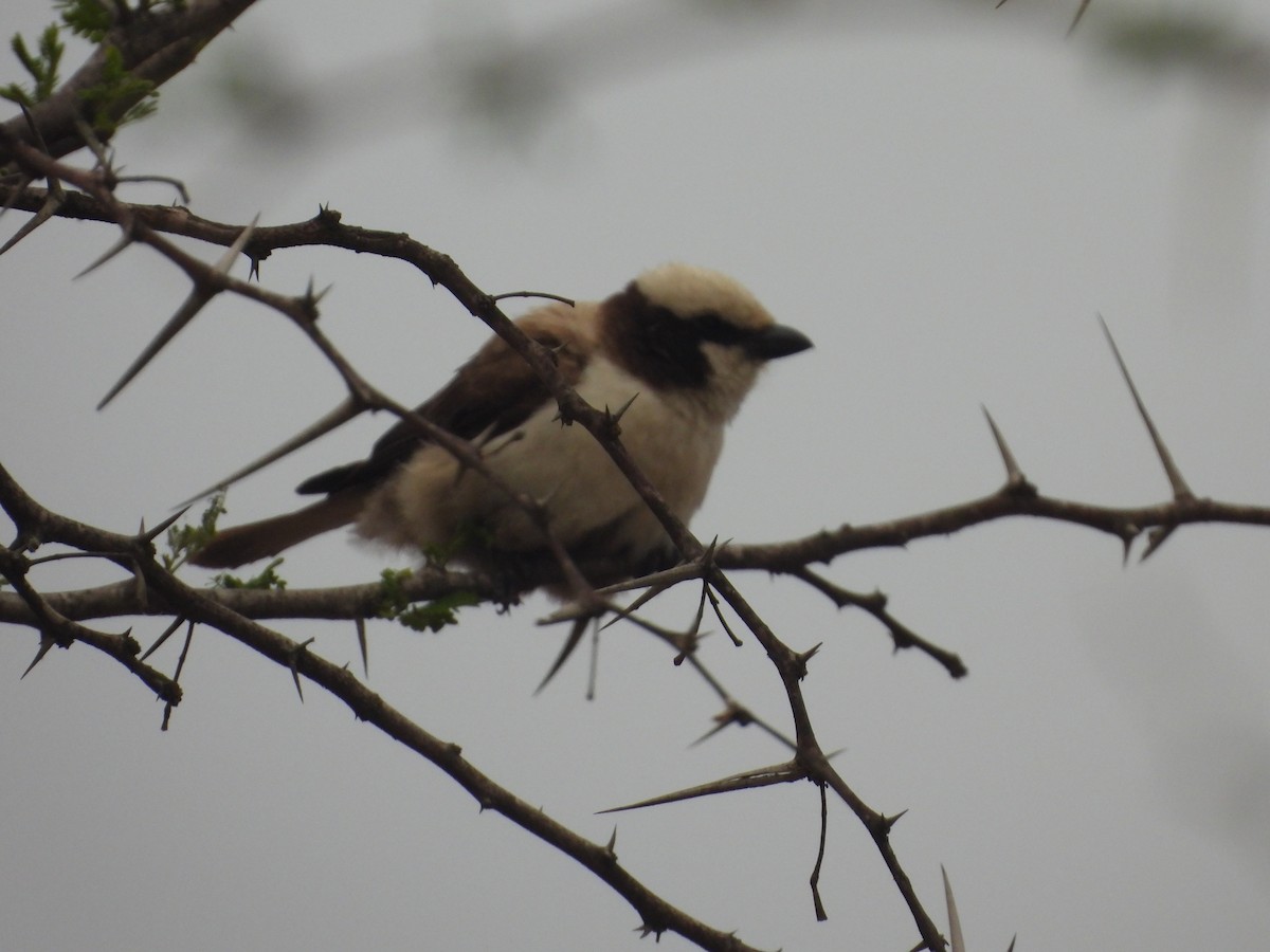 White-crowned Shrike - ML643986178