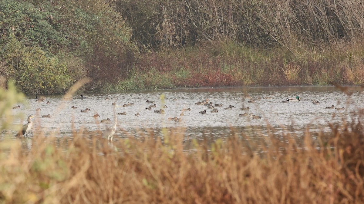 Green-winged Teal - ML643986186