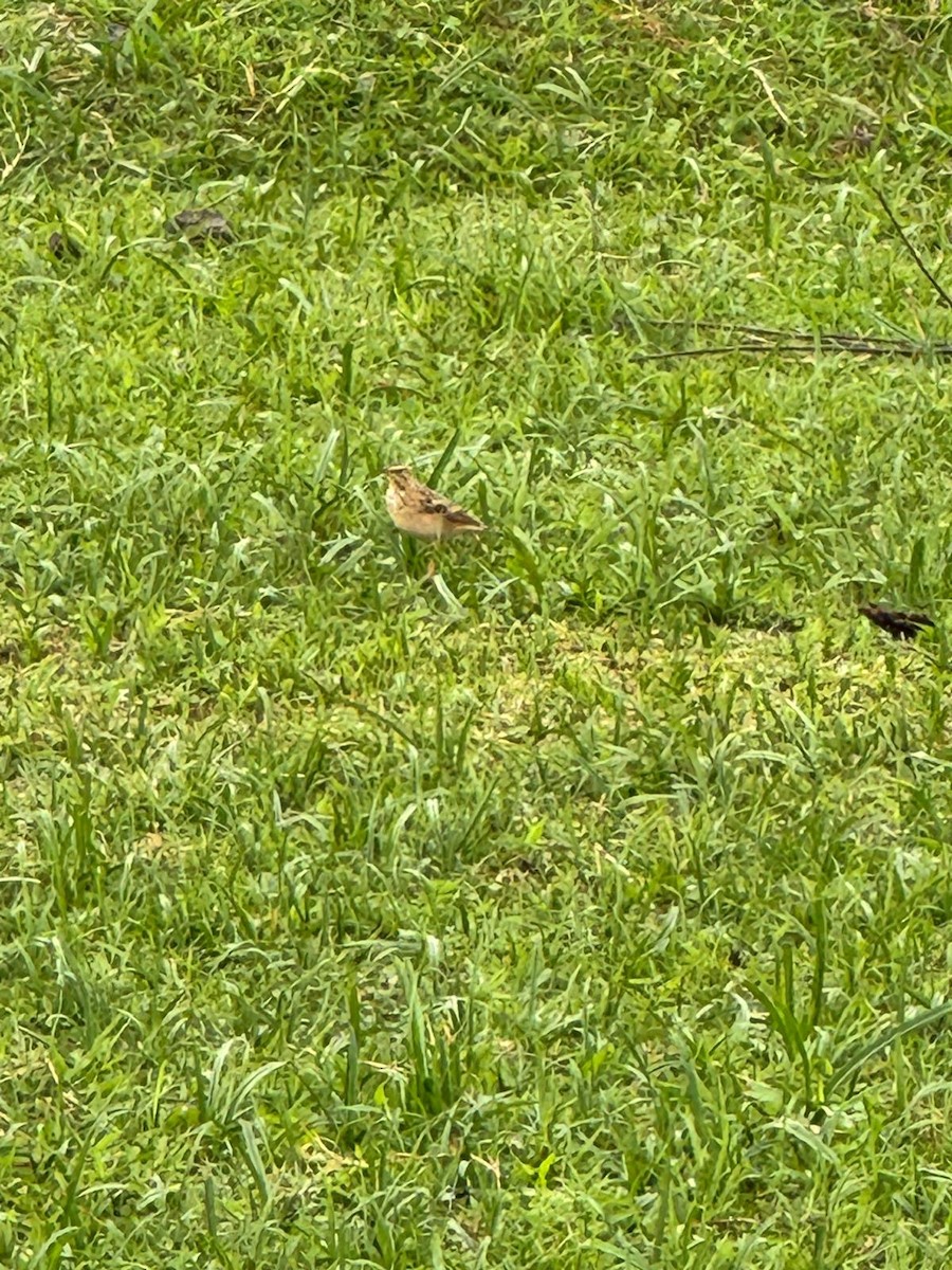 African Pipit - ML643986187