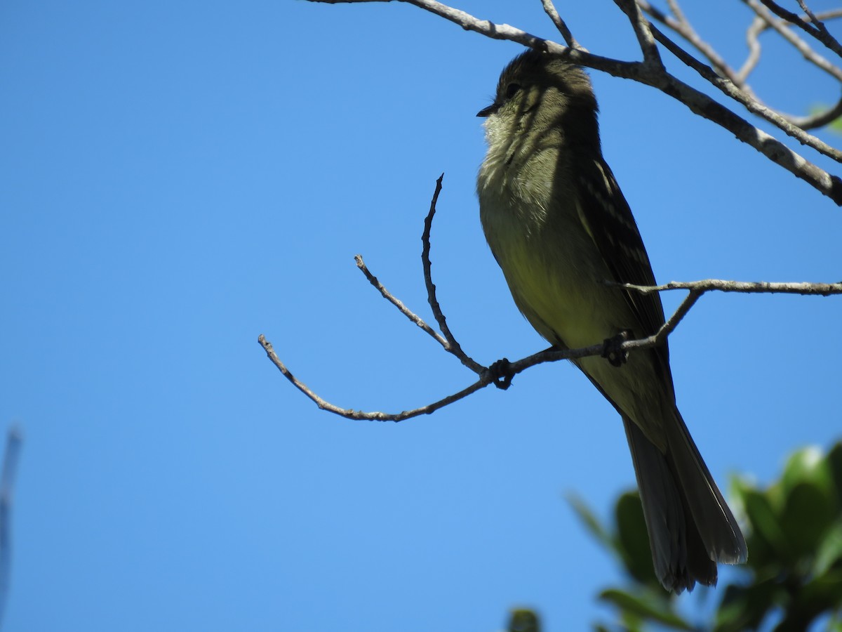 Small-headed Elaenia - ML643986189