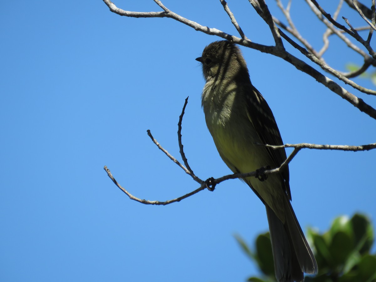 Small-headed Elaenia - ML643986190