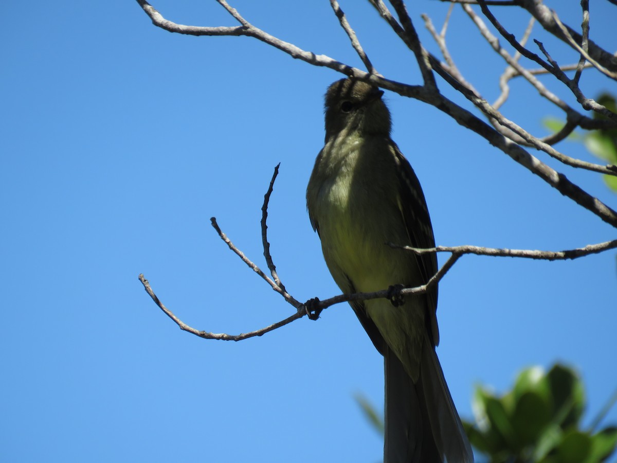 Small-headed Elaenia - ML643986195