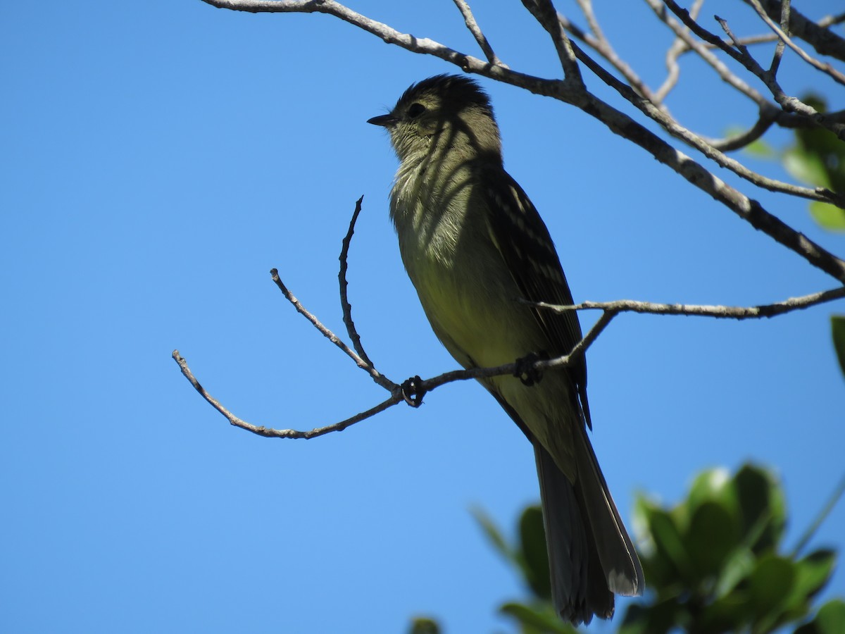 Small-headed Elaenia - ML643986196