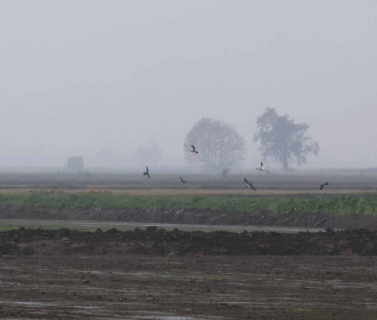 European Golden-Plover - ML643986207