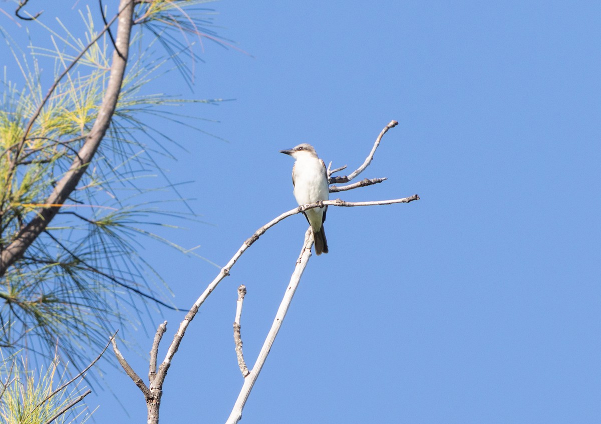 Gray Kingbird - ML643986208