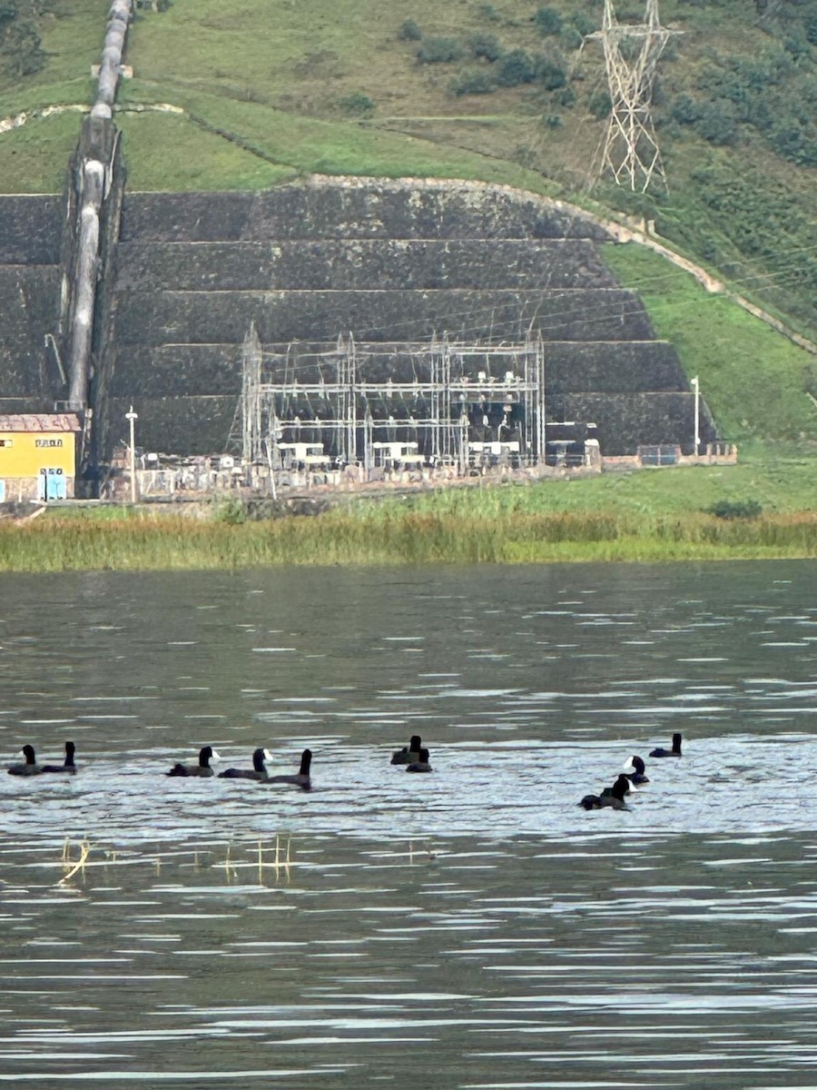 Red-knobbed Coot - ML643986213