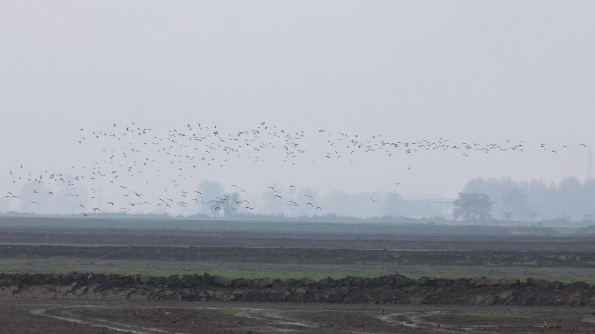 Northern Lapwing - ML643986222
